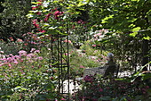 Rose garden, Freising, Upper Bavaria, Bavaria, Germany