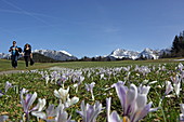 Crocus meadows near Krün, Upper Bavaria, Bavaria, Germany