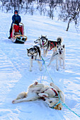 Dog sledding tour near Indset, Björn Klauer's husky farm, Bardufoss, Norway