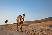 Kamel läuft entlang Straße durch die Wüste, nahe Arabian Nights Village, Razeen Area of Al Khatim, Abu Dhabi, Vereinigte Arabische Emirate, Naher Osten