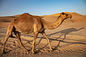 Camels runs along road through the desert, near Arabian Nights Village, Razeen Area of Al Khatim, Abu Dhabi, United Arab Emirates, Middle East