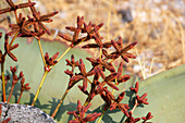 Angola; southern part of Namibe Province; Iona National Park; male flower of Welwitschia