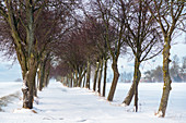 Winter avenue in the snowstorm, Georgshof, Ostholstein, Schleswig-Holstein, Germany