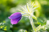 Pasque flower with bokeh