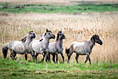 Koniks (Wildpferde) in der Geltinger Birk, Ostsee, Naturschutzgebiet, Geltinger Birk, Schleswig-Holstein, Deutschland