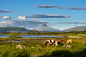 Landschaft mit Kühen, Insel Leka, Norwegen