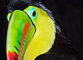Keel-billed toucan (Ramphastos sulfuratus), Costa Rica, Central America 