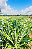Pineapple plantation, Sarapiqui, Costa Rica, Central America