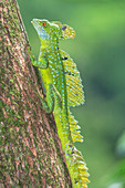 Gefiederter Basilisk (Basiliscus plumifrons) bewegt sich auf einem Baum, Costa Rica, Mittelamerika