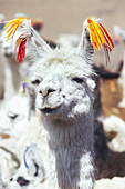 Llama (Lama glama), close-up, Bolivia, South America  