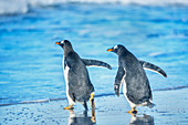 Gentoo Penguins (Pygocelis Papua Papua) am Strand, Sea Lion Island, Falklandinseln, Südamerika