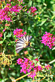 Scarce swallowtail butterfly (Iphiclides podalirius) flying over flowers, Vernazza, Cinque Terre, Liguria, Italy