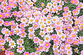 White Daisies and Pink Daisies in full bloom, Genoa, Liguria, Italy