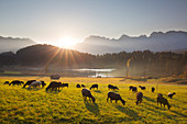 Schafe auf einer Wiese am Geroldsee, Blick zum Karwendel, Werdenfelser Land, Bayern, Deutschland