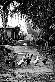 Eine Gruppe von Enten watschelt im Regen durch die Straße eines Dorfes in Gianyar, Bali, Indonesien