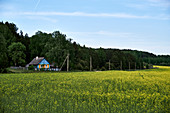 A traditional wooden home stands in a field of yellow flowers in the Grodno region, Belarus