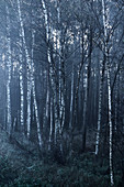 A birch forest in a fog at dawn in a rural area outside of Moscow Russia.