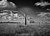 Ein einsamer Boab-Baum steht während der Trockenzeit in einer Ebene in der Nähe von Wyndham, The Kimberley, Western Australia, Australien