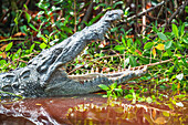Amerikanischer Alligator (Alligator Mississipiensis), öffnet seine Kiefe, Sanibel Island, JN Ding Darling National Wildlife Refuge, Florida, USA