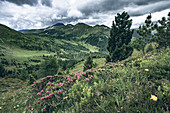 View from the Klomnock circular path with alpine roses in the foreground, towards the south on the small Rosennock and Rosennock, Carinthia, Austria, Europe.