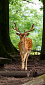 Fallow deer stag between trees in the Rolandseck Forest and Wildlife Park, Remagen, Rhineland-Palatinate, Germany
