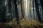 Morning mood in the misty Barkeler Busch forest, Schortens, Friesland, Lower Saxony, Germany, Europe