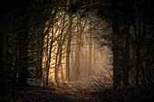 Morning light on path in the misty Barkeler Busch forest, Schortens, Friesland, Lower Saxony, Germany, Europe