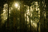 Sun rays between conifers in the misty Barkeler Busch forest, Schortens, Friesland, Lower Saxony, Germany, Europe