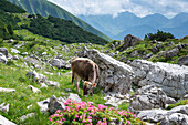 Young cattle, Allgäu Braunvieh, domestic cattle breed (Bos primigenius taurus), Koblat am Nebelhorn, near Oberstdorf, Allgäu Alps, Allgäu, Bavaria, Germany, Europe