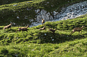 Fleeing chamois on the descent from Watzmann, Berchtesgaden Alps, Bavaria, Germany