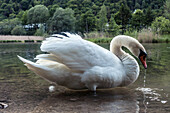 A swan on Saalachsee, Bad Reichenhall, Bavaria, Germany