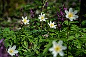 Episcopal anemones in the forest, Oberteisendorf, Bavaria, Germany