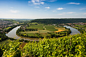 Neckar loop and vineyards, Mundelsheim, Neckar, Neckar Valley, Baden-Württemberg, Germany