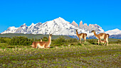Guanako (Lama Guanicoe) Herde und Berge, Torres del Paine, Nationalpark Torres del Paine, Patagonien, Chile