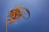 An artistically curved reed against a blue sky