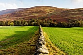 Feldmauer zwischen grünen Wiesen, Scottish Borders, Schottland, UK