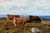 Highland Cattle, Hochland-Rinder vor Küste von Applecross, Wester Ross, Schottland UK