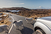Blackface Schafe an der Golden Road, Insel Harris, Äußere Hebriden, Schottland UK