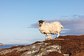 Schafe auf der Insel Lewis, Äußere Hebriden, Schottland UK 