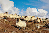 Blackface, Schafe, Herde auf Insel Lewis, Äußere Hebriden, Schottland UK
