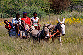 A donkey cart is a common form of transport in rural Namibia