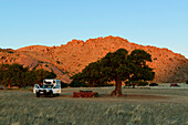 Fantastic campsite on the camel thorn tree in the Tiras Mountains, Namibia