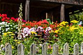 Vorgarten mit Blumen, Bauernhaus, Aldein, Radein, Südtirol, Alto Adige, Italien