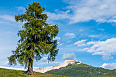 Einzelner Baum, Berg Weißhorn, Aldein, Radein, Südtirol, Alto Adige, Italien