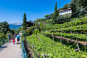 Vineyard, Tappeinerweg, Merano, South Tyrol, Alto Adige, Italy