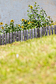 Sunflowers, front yard, farmhouse, Aldein, Radein, South Tyrol, Alto Adige, Italy