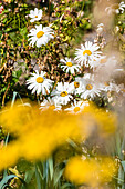 Blumen im Vorgarten, Aldein, Radein, Südtirol, Alto Adige, Italien