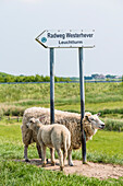 Hinweisschild, Radweg, Leuchtturm, Westerhever, Schleswig-Holstein, Deutschland