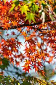 Rote Ahorn Blätter im Herbst im Gegenlicht gesehen, Hakone, Japan