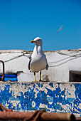 Eine Möwe steht im Hafen von Essouira, Marokko
